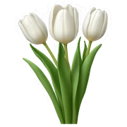 white tulip bouquet  sticker