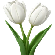 white tulips  sticker