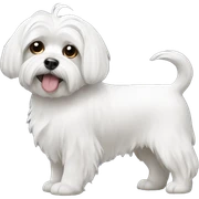 Maltese sticker