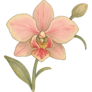 ghibli style orchid flower illustration sticker