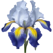 Blue iris flower sticker