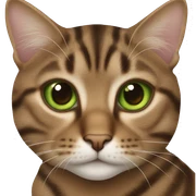 Brown tabby cat green eyes sticker
