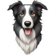 Grey border collie sticker
