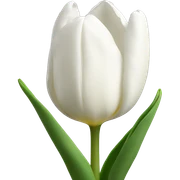 white tulips  sticker