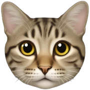 Chat sur chat sticker