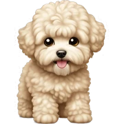 cream sand maltipoo fluffy not curly sticker