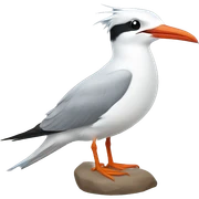Tern sticker