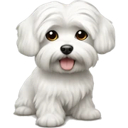 Maltese  sticker