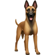 Belgian Malinois Dog Breed Full Body sticker