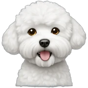 Bichon frise sticker
