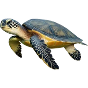 sea turtle sticker