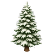  actual white fir christmas tree isolated.  sticker