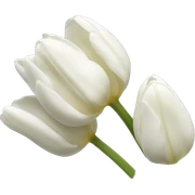 White tulips  sticker