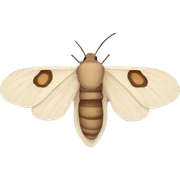 Moth  sticker