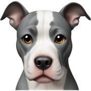 white and black pitbull  sticker