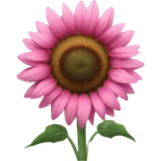 Pink sunflower sticker