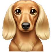 Blonde long hair dachshund  sticker