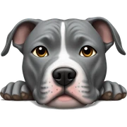 Gray Pitbull laying sticker