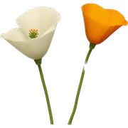 California poppy sticker