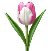 Pink and white tulip sticker