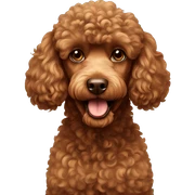 brown poodle sticker