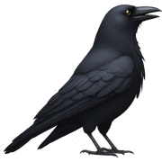 crow sticker
