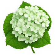 hydrangea sticker