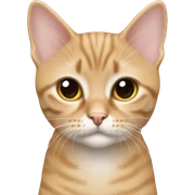 tan british short hair  sticker