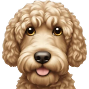 cockapoo  sticker