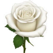 White rose sticker