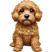 Cavapoochon sticker