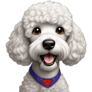 Spider man french Poodle sticker