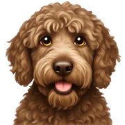 Brown labradoodle sticker