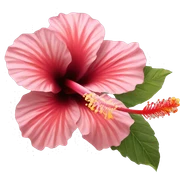 hibiscus sticker