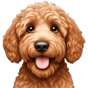 Copper labradoodle sticker