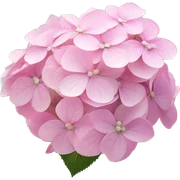 Hydrangea "A cluster of small pastel pink hydrangea blossoms glowing softly, with a gentle shimmer highlighting each petal and a magical light aura." sticker
