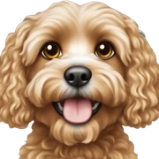 Cavapoo  sticker