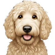 Golden doodle  sticker