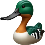 Northern shoveler duck sticker