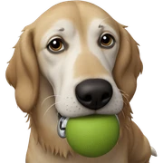 dog gazing indoors at viewer sticker