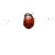 ladybug  sticker