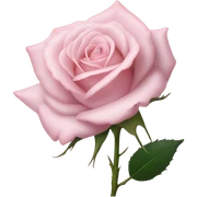 Pink rose sticker