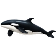 killer whale sticker