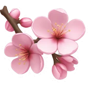Sakura  sticker