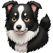 Border collie with short hair sticker