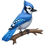 Blue jay sticker