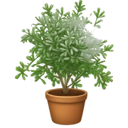 thyme sticker