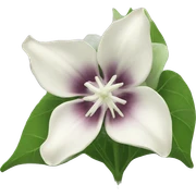 Moonflower sticker