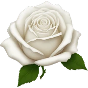 White rose sticker