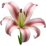 Lily Flower sticker